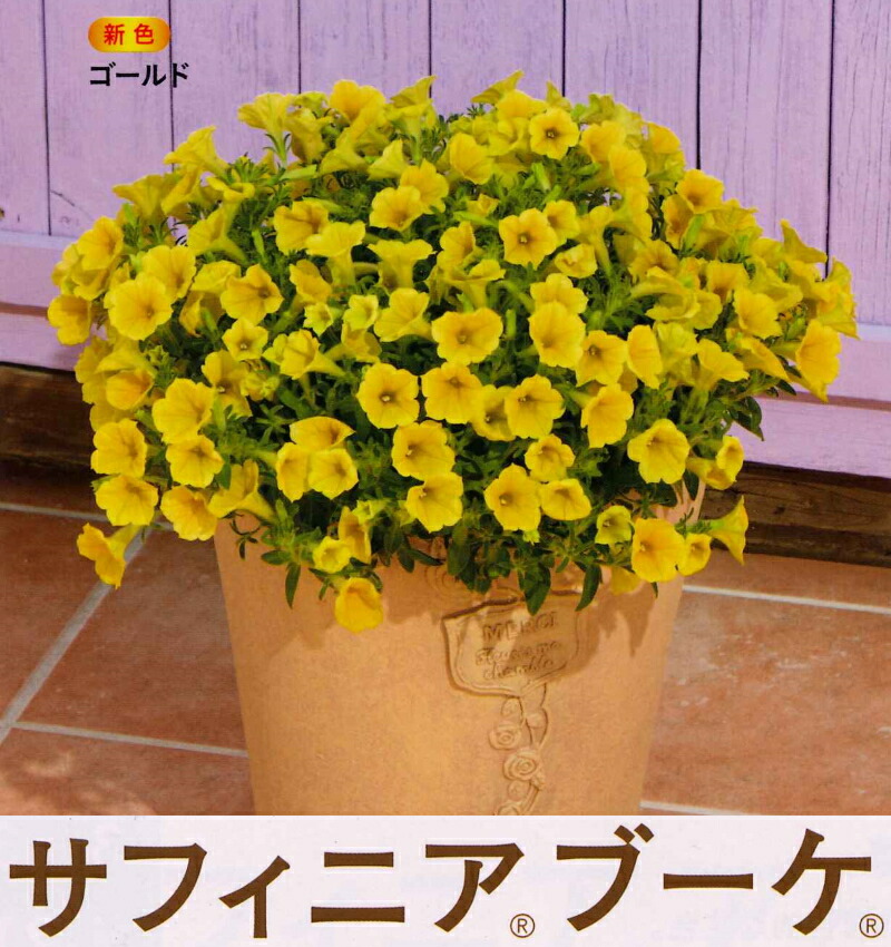楽天市場 花苗販売3月末 発送 サントリー サフィニアブーケ9cmポット苗 Surfinia Bouquet ガーデニングどっとコム 楽天市場 花苗販売3月末 発送 サントリー サフィニアブーケ9cmポット苗 Surfinia Bouquet ガーデニングどっとコム