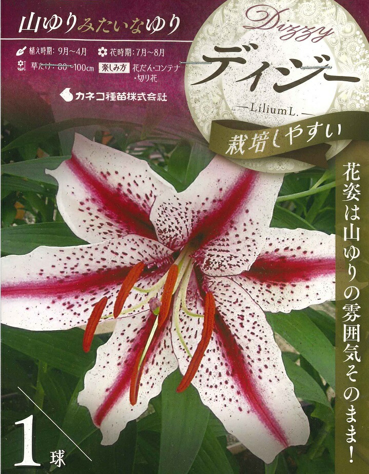 楽天市場】秋植え球根〜春植え球根 ユリ 多輪八重咲 ウェーブライダー