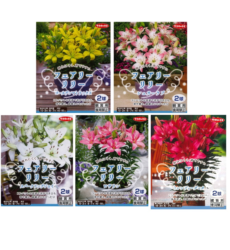 ちゅうりっぷ様 チューリップ・スーパーモデル| 種・苗・ガーデニング用品の