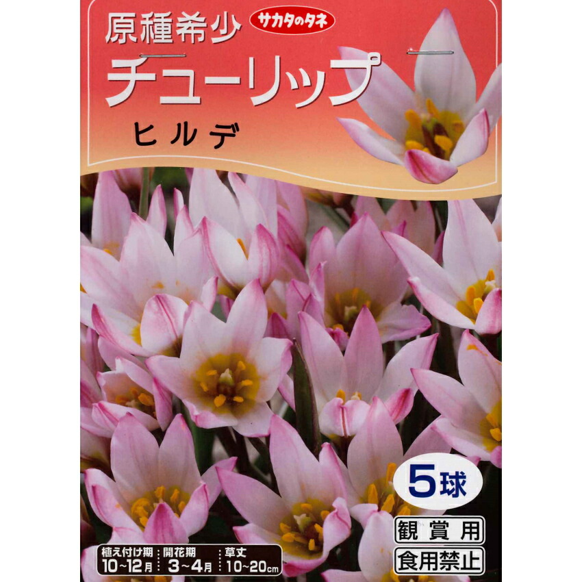 楽天市場 秋植え球根チューリップ 原種希少チューリップ ヒルデ 5球入 ガーデニングどっとコム