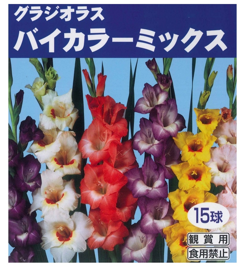 楽天市場 春植え球根 グラジオラス バイカラーミックス 15球入 ガーデニングどっとコム