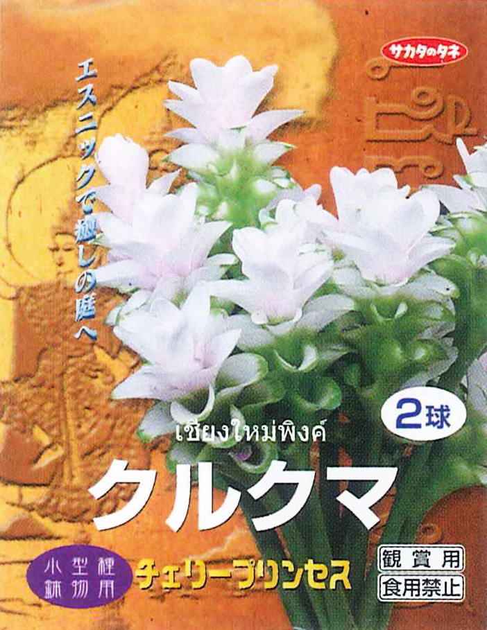 楽天市場 春植え球根クルクマ チェリープリンセス2球入 ガーデニングどっとコム