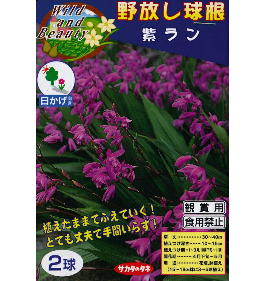 楽天市場 春植え球根 野放し球根 紫ラン ２球入 ガーデニングどっとコム