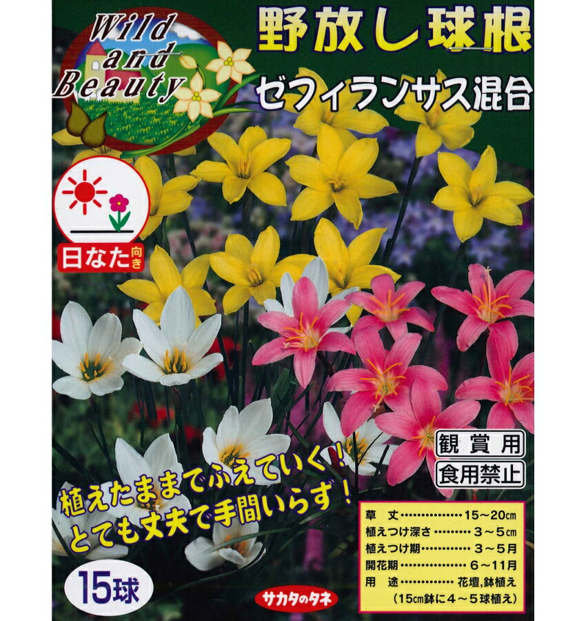 楽天市場 春植え球根 野放し球根 ゼフィランサス混合 15球入 ガーデニングどっとコム