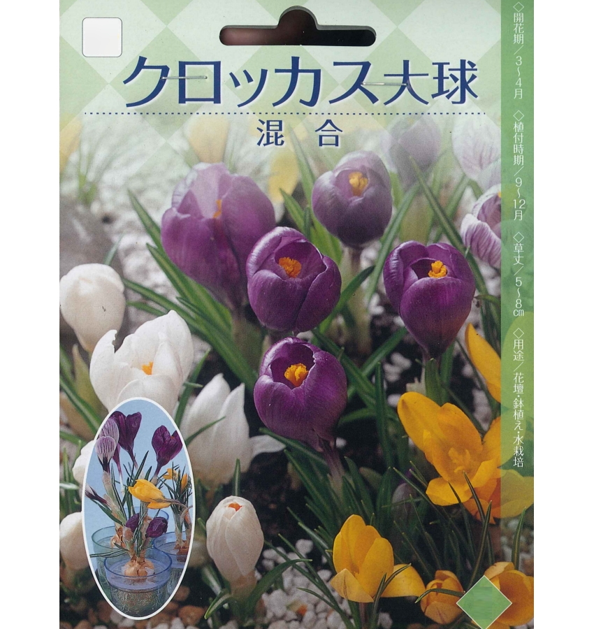 楽天市場 秋植え球根 クロッカス大球 混合 ８球入 ガーデニングどっとコム
