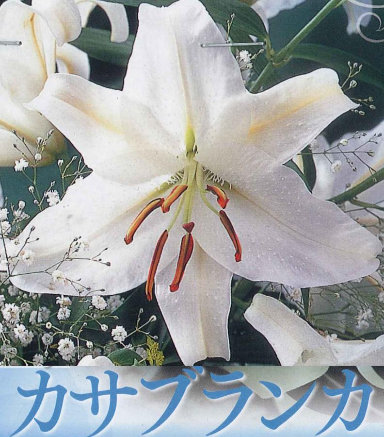 楽天市場】秋植え球根〜春植え球根 百合 ピンクカサブランカ テーブル