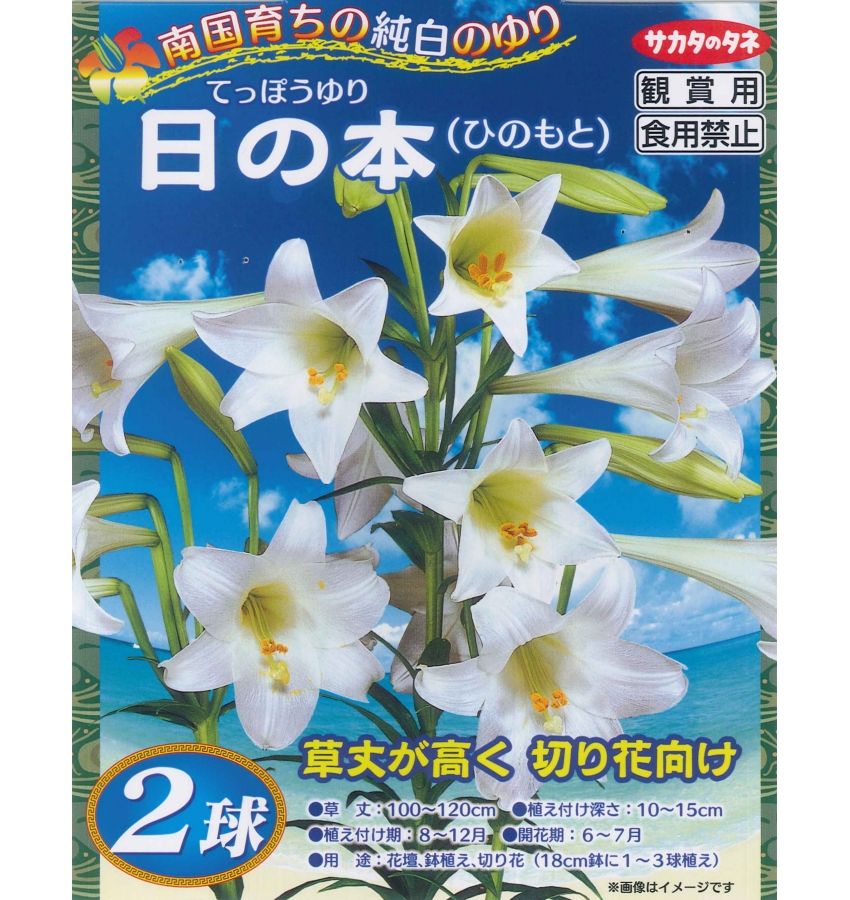 楽天市場 秋植え球根 南国育ちの鉄砲百合 日の本 ひのもと ２球 ガーデニングどっとコム