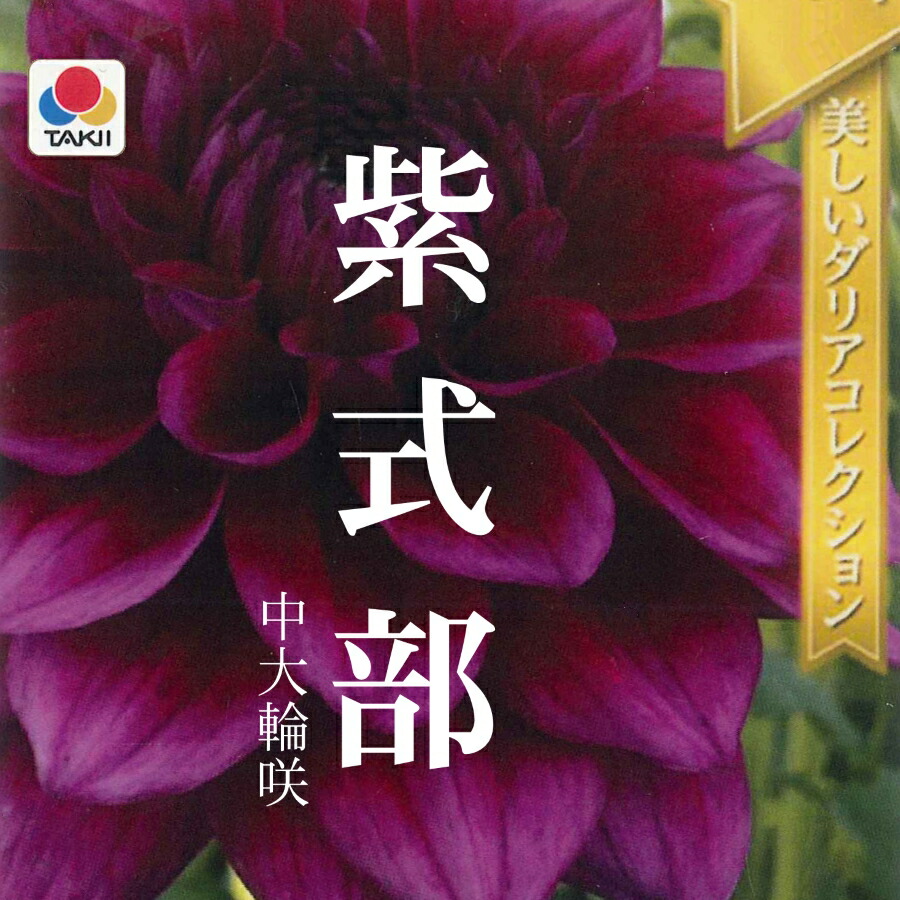 楽天市場 春植え球根 ダリア 秋田セレクション 紫式部 1球入り ガーデニングどっとコム