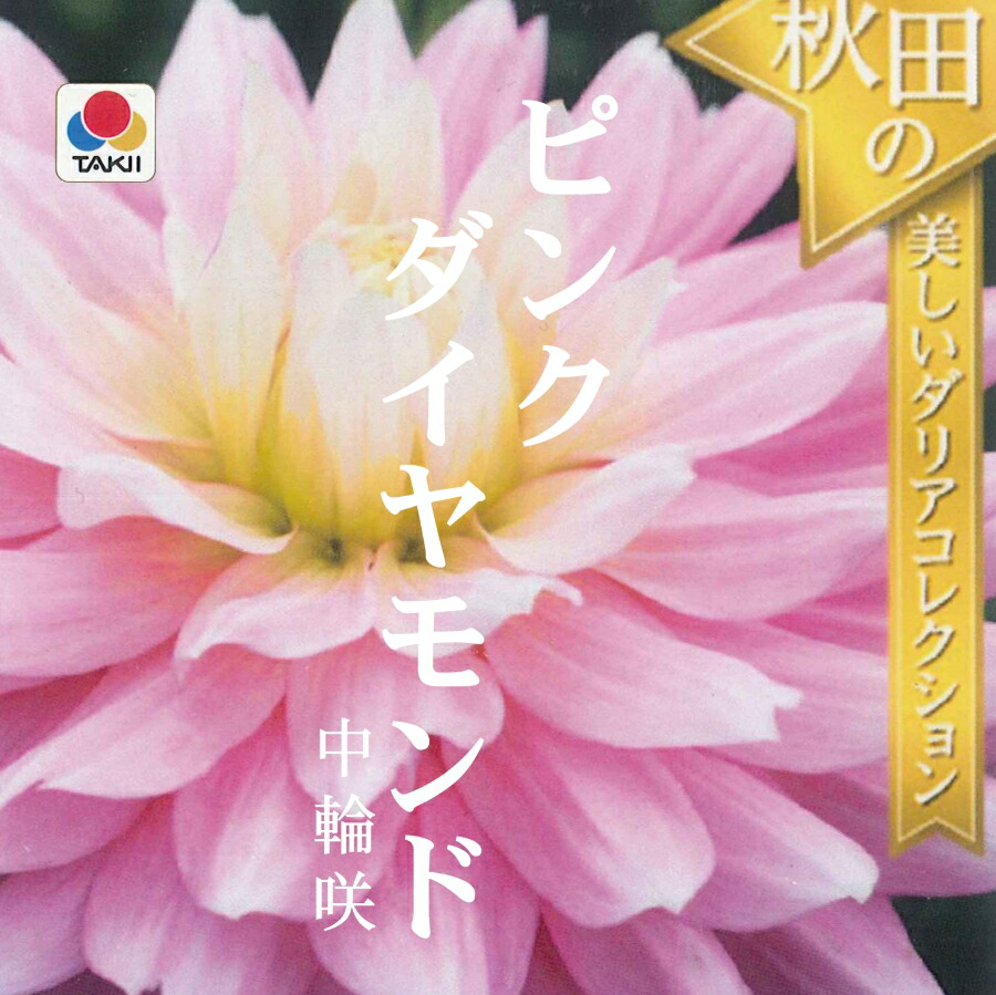 楽天市場 春植え球根 ダリア 秋田セレクション ピンクダイヤモンド 1球入り ガーデニングどっとコム