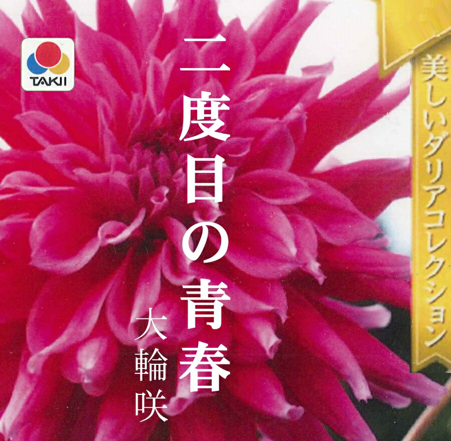 楽天市場 春植え球根 ダリア 秋田セレクション 二度目の青春 1球入り ガーデニングどっとコム