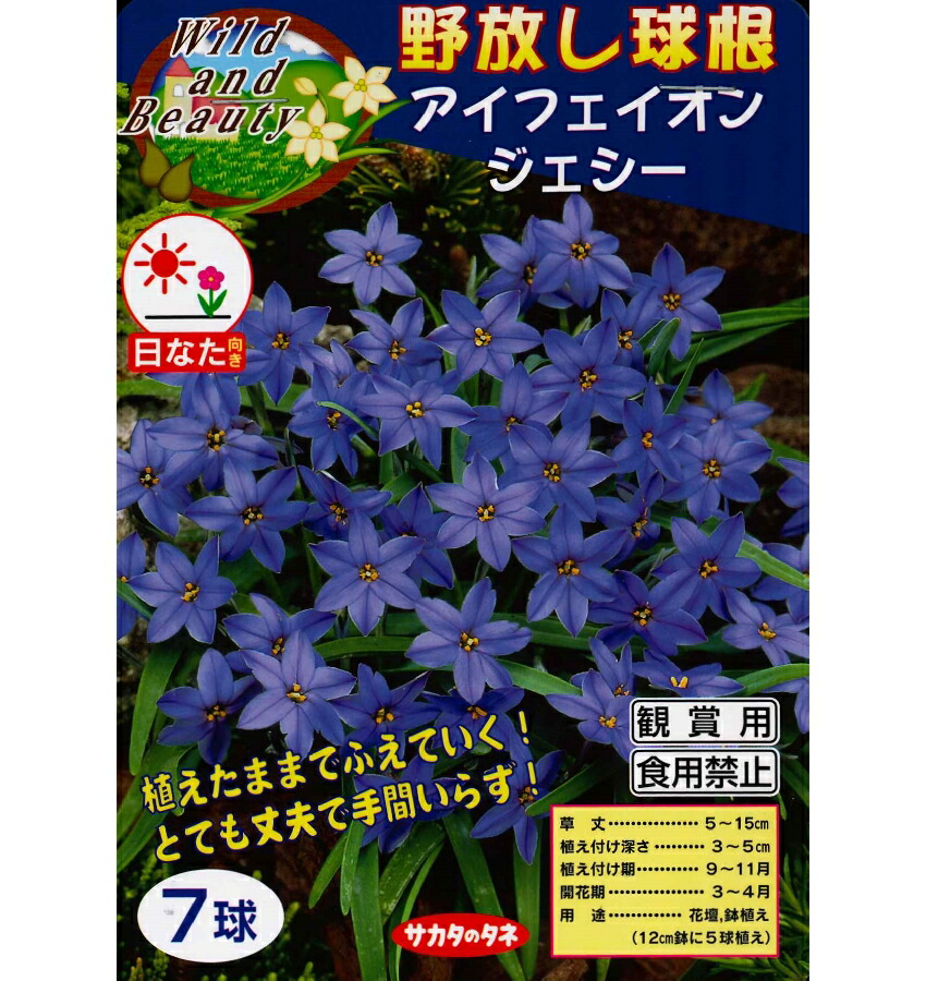 楽天市場】秋植え球根 リコリス 彼岸花 ラジアータ 4球 ※芽が出てます