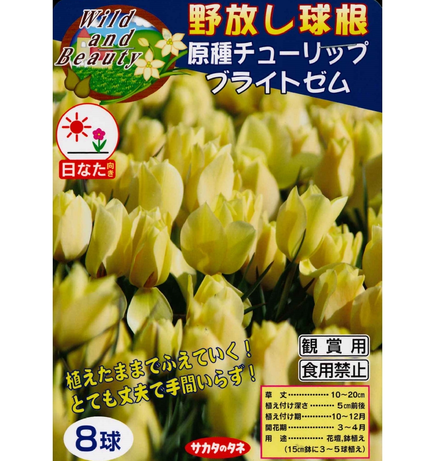 楽天市場 秋植え球根 野放し球根 原種チューリップ ブライトゼム ８球入 ガーデニングどっとコム