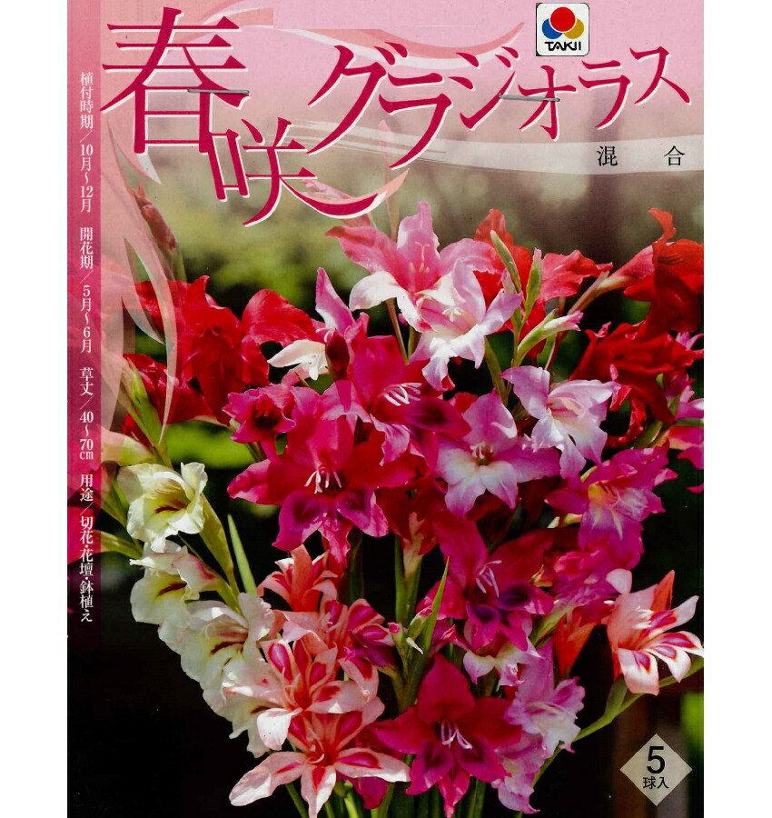 楽天市場 秋植え球根 春咲きグラジオラス混合 ５球入り ガーデニングどっとコム