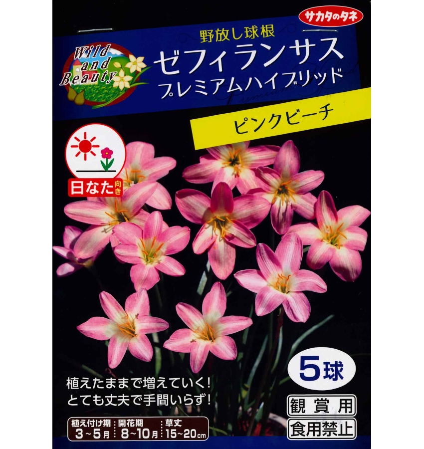 楽天市場 春植え球根 野放し球根 ゼフィランサス プレミアムハイブリッド ピンクビーチ ５球入 ガーデニングどっとコム