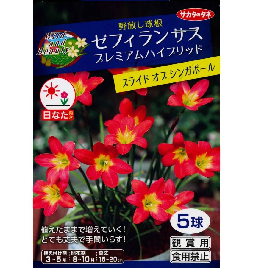 楽天市場 春植え球根 野放し球根 ゼフィランサス プレミアムハイブリッド プライドオブ シンガポール ５球入 ガーデニングどっとコム