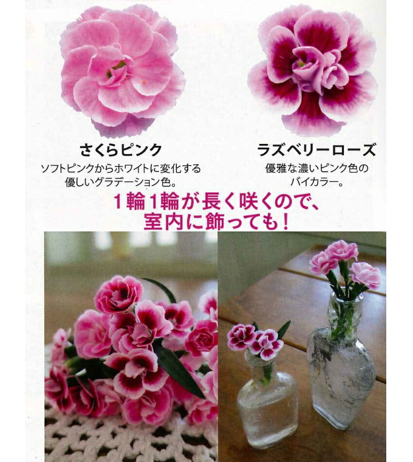 楽天市場 花苗販売3月末 発送 サントリー Miiteミーテ色変わりナデシコ ガーデニングどっとコム