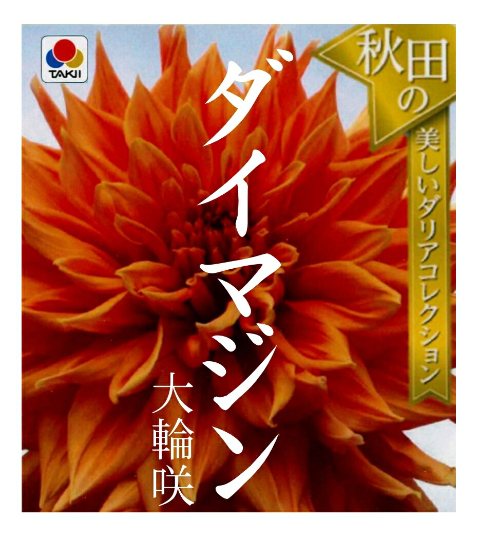 楽天市場 春植え球根 ダリア 秋田セレクション ダイマジン 1球入り ガーデニングどっとコム