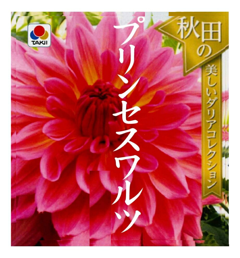 楽天市場 春植え球根 ダリア 秋田セレクション プリンセスワルツ 1球入り ガーデニングどっとコム