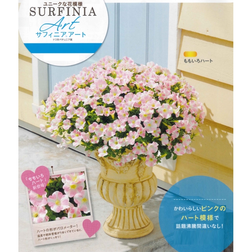 楽天市場 花苗販売3月末 発送 サントリー サフィニアアート 9cmポット苗 Surfinia Art ももいろハート 江戸しぼり ガーデニングどっとコム