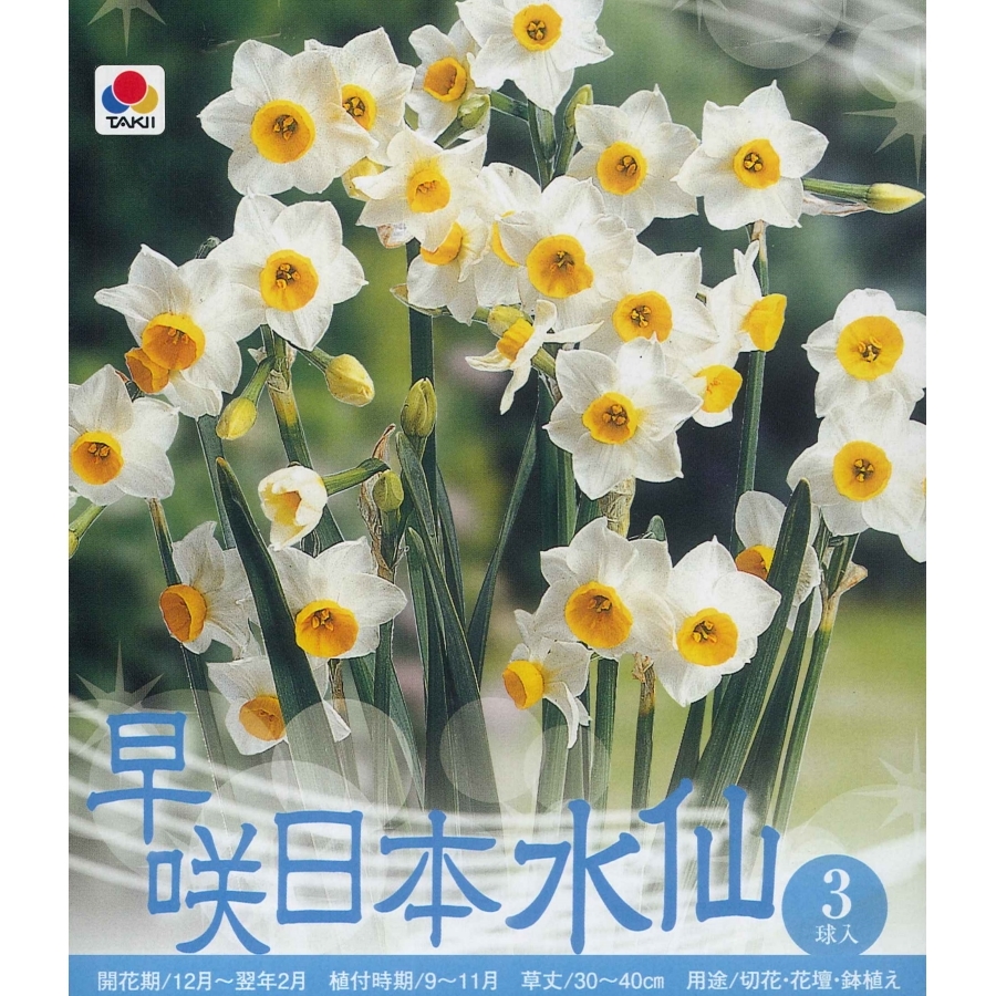 楽天市場 秋植え球根水仙 早咲日本水仙 3球入 ガーデニングどっとコム