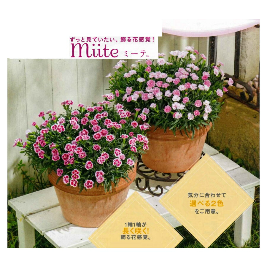 楽天市場 花苗販売3月末 発送 サントリー Miiteミーテ色変わりナデシコ ガーデニングどっとコム