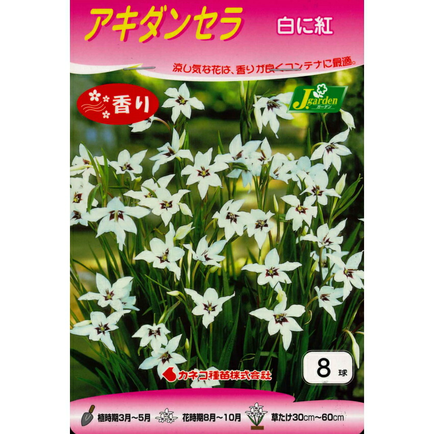 楽天市場 春植え球根 香りを楽しむシリーズ アキダンテラ 8球入り においグラジオラス ガーデニングどっとコム