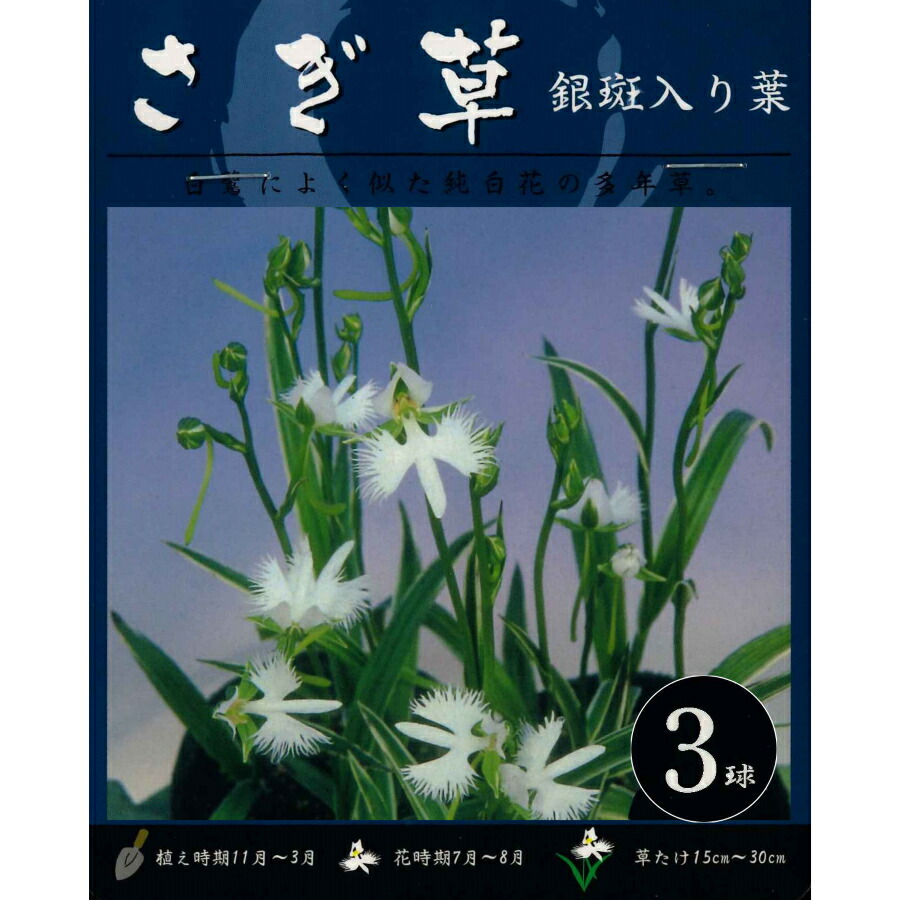 楽天市場 春植え球根 サギソウ 銀河 ３球入り鷺草 さぎ草 サギ草 ガーデニングどっとコム