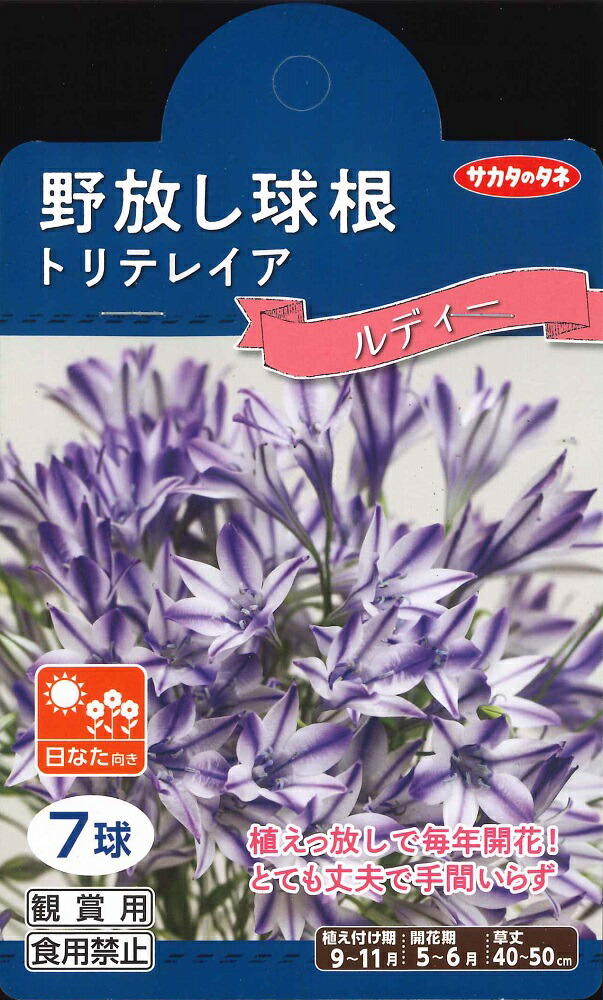 楽天市場】秋植え球根 ワトソニア マルジナータピンク 4球入