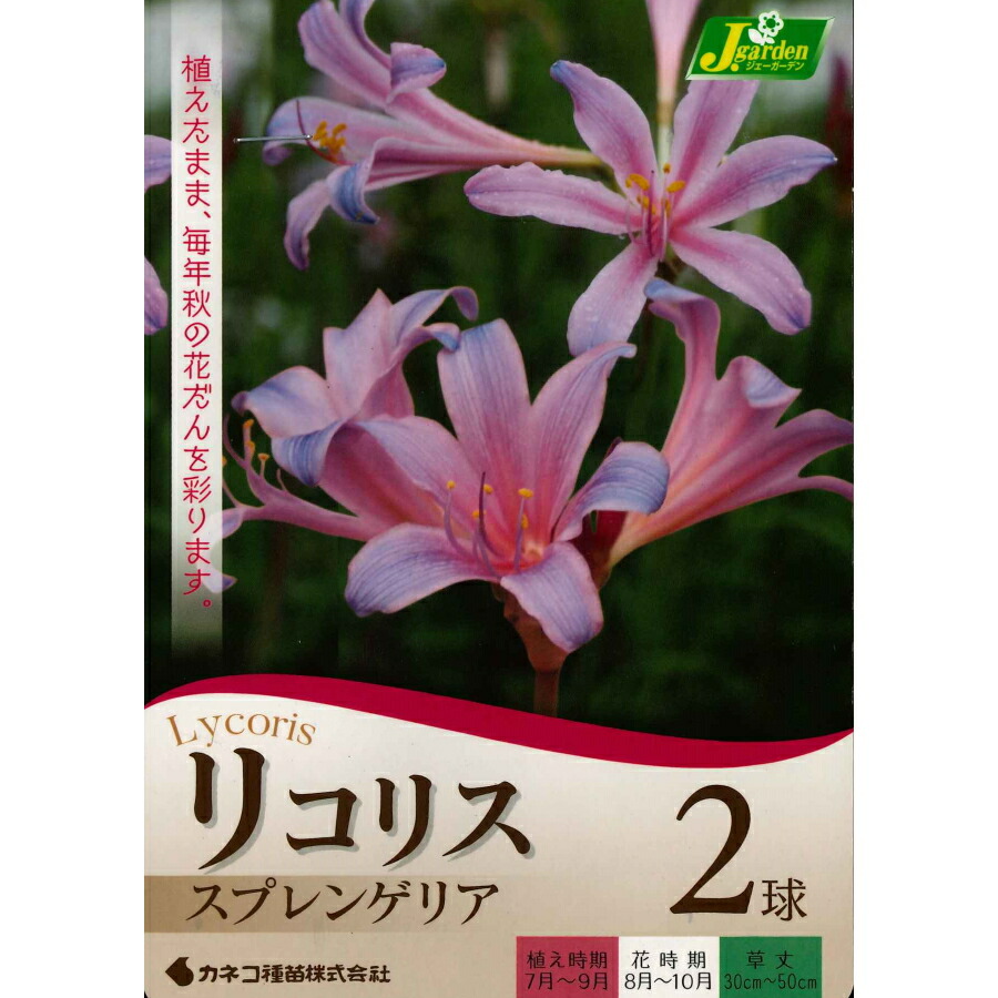 楽天市場 秋植え球根 秋を彩る リコリス スプレンゲリア 2球 ガーデニングどっとコム