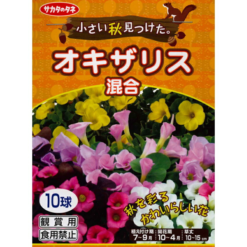 楽天市場 秋植え球根 小さい秋見つけた オキザリス混合 10球 ガーデニングどっとコム