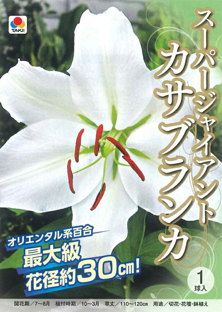 楽天市場】秋植え球根〜春植え球根 百合 ピンクカサブランカ テーブル