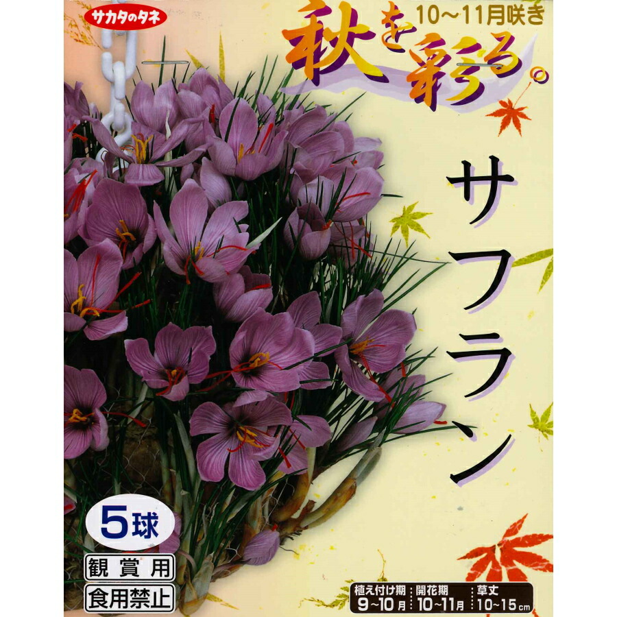 楽天市場 秋植え球根 小さい秋見つけた オキザリス バーシーカラー 6球 ガーデニングどっとコム
