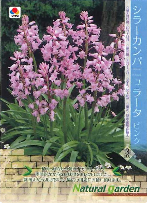 ワトソニアの球根(ピンク)5球 ワトソニアの球根(ピンク)5球 ピンク色の花 ワトソニア 球根5球｜Yahoo