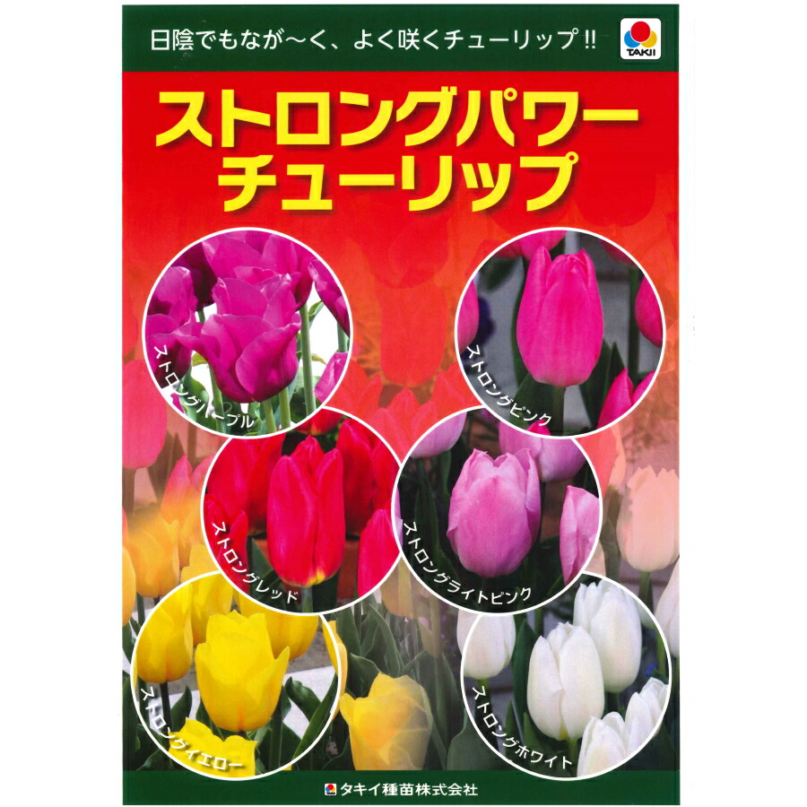 楽天市場 秋植え球根チューリップ 国産球 日陰でも長くよく咲く ストロングパワーチューリップ ３球入 ガーデニングどっとコム