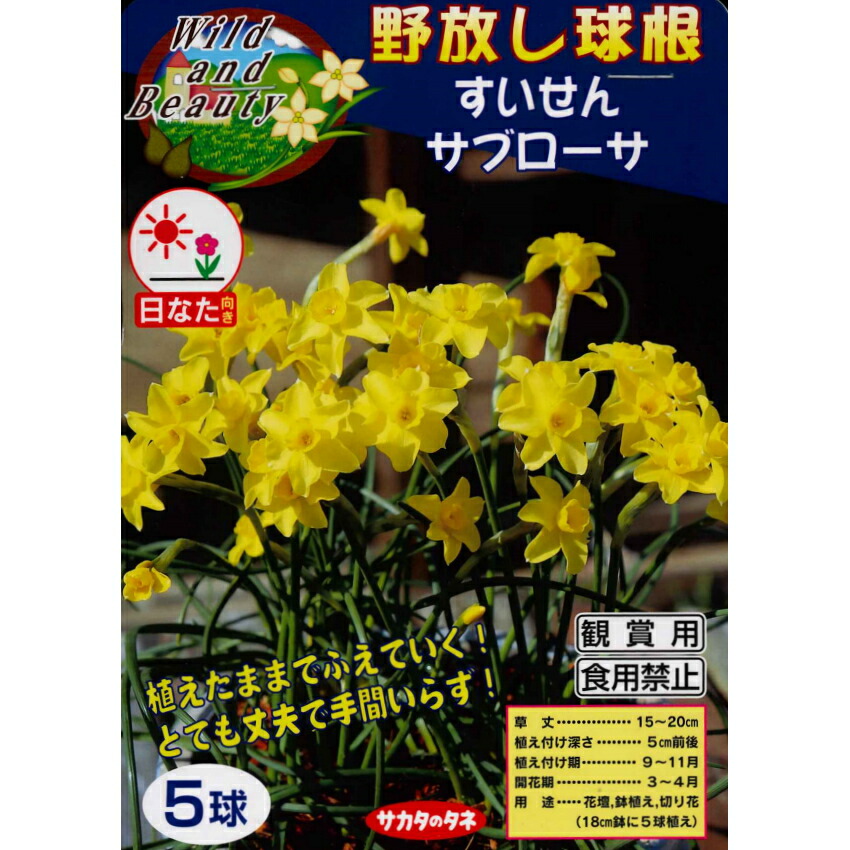 楽天市場 秋植え球根 野放し球根 すいせん サブローサ ５球入 水仙 ガーデニングどっとコム