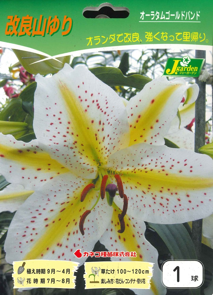 楽天市場】ヤマユリ(やまゆり) 1球 百合 秋植え球根 冬植え球根 春