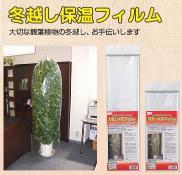 75 植物 冬 越し 方法 すべての美しい花の画像