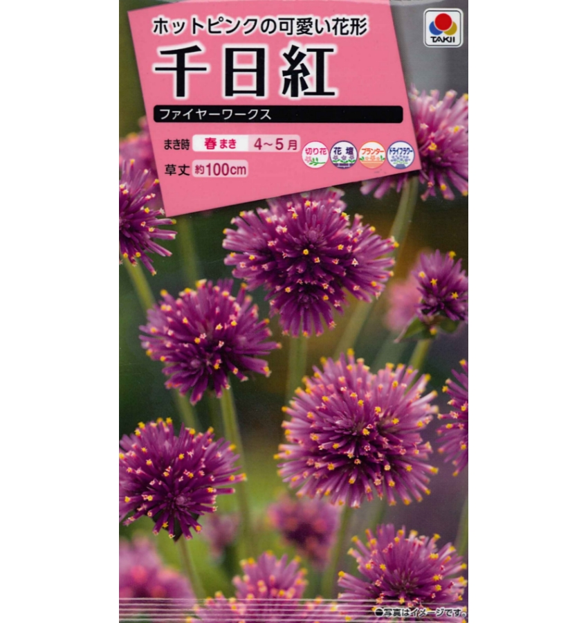 楽天市場 タキイ 千日紅 ファイヤーワークス 粒 花種 センニチコウ ガーデニングどっとコム