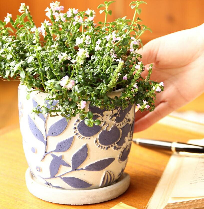 楽天市場】プレステラ 角75型 10個組〜スリット プラ鉢 多肉植物 硬質