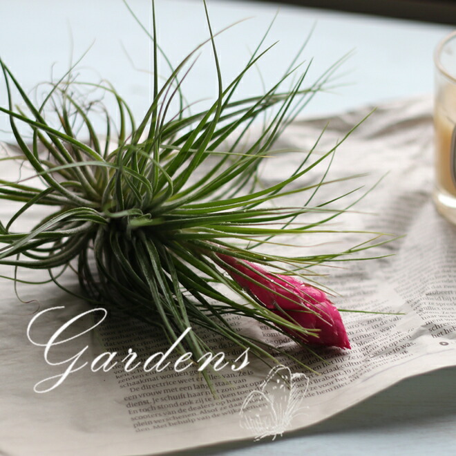 楽天市場 チランジア コットンキャンディ 花付き エアプランツ 観葉植物 インドアングリーン インテリア おしゃれ 送料無料 Gardens ガーデンズ