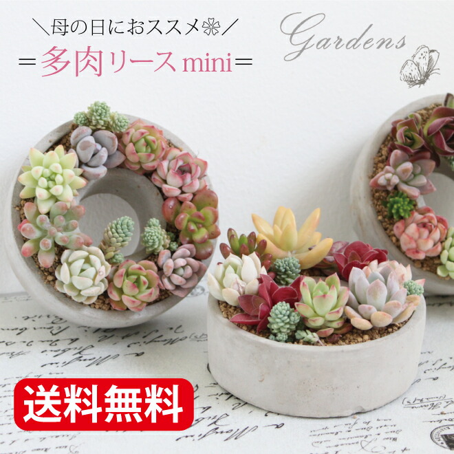 楽天市場】多肉植物寄せ植え「サキュレンツミックス」 日比谷花壇 誕生