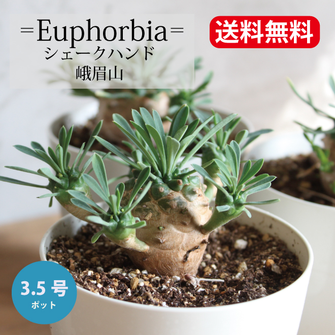 ユーフォルビア　峨眉山　大株　蘇鉄麒麟セット 213c89115c3493cd92353f9d16094c