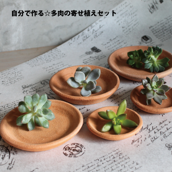 多肉植物 カット 苗 個セット 植物 寄せ植え セット 自分で作る おうち時間 インドアグリーン 観葉植物 ミニサイズ 詰め合わせ お得 子供 花育 送料無料 Giosenglish Com