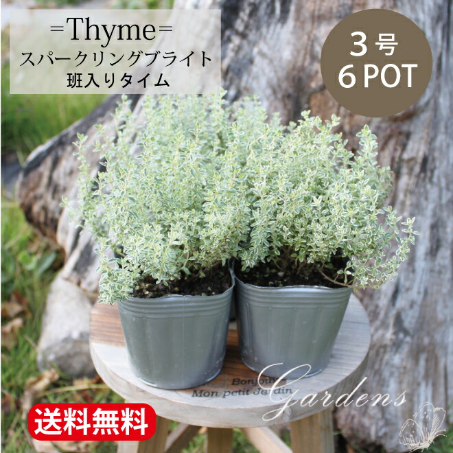 最大90％オフ！ 観葉植物 ハーブ苗 ヤロウ 品種おまかせ ３号 １ポット 家庭菜園
