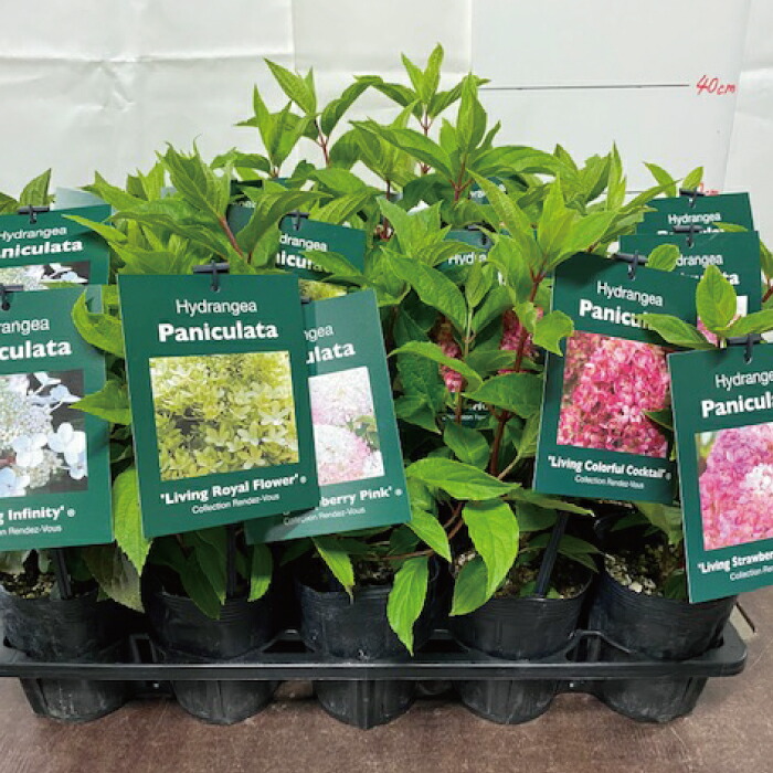 ノリウツギ パニキュラータ ピンキープロミス リビングストロベリーブロッサム 苗 Hydrangea 3 5号 3 5寸 シュガーラッシュ Paniculata ノリウツギ パニキュラータ ピンキープロミス リビングストロベリーブロッサム 苗 Hydrangea 3 5号 3 5寸 シュガーラッシュ Paniculata