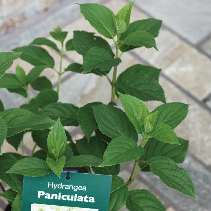 ノリウツギ パニキュラータ ピンキープロミス シュガーラッシュ 3 5号 3 5寸 Hydrangea リビングストロベリーブロッサム Paniculata 苗