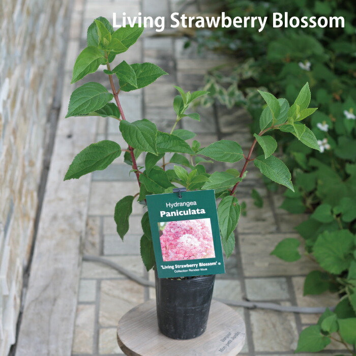 ノリウツギ パニキュラータ ピンキープロミス リビングストロベリーブロッサム 苗 Hydrangea 3 5号 3 5寸 シュガーラッシュ Paniculata ノリウツギ パニキュラータ ピンキープロミス リビングストロベリーブロッサム 苗 Hydrangea 3 5号 3 5寸 シュガーラッシュ Paniculata