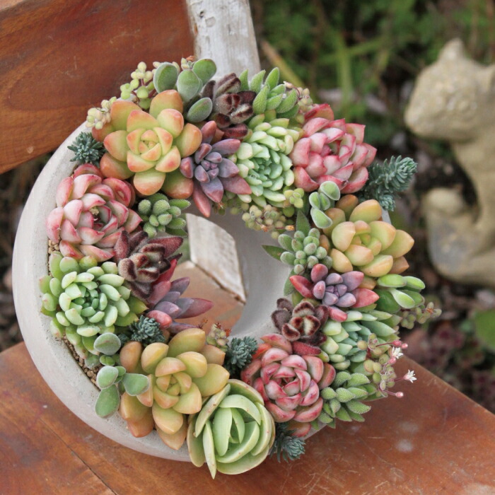 多肉植物 寄せ植え おしゃれ 多肉セメントリース M 苗 多肉リース 多肉