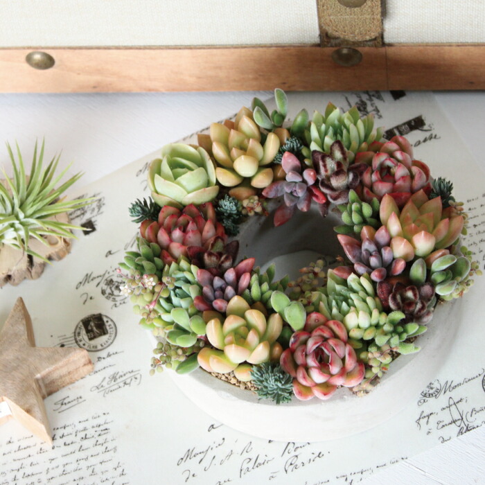 多肉植物 寄せ植え おしゃれ 多肉セメントリース M 苗 多肉リース 多肉