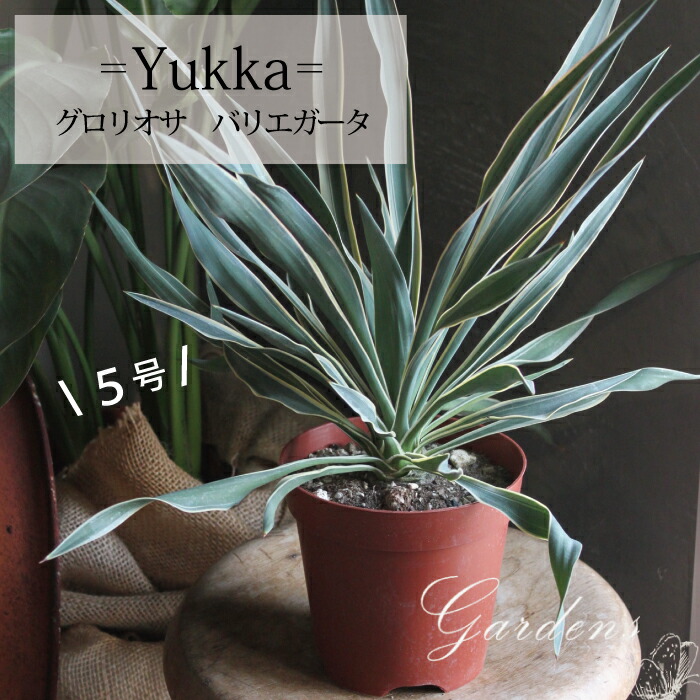 現物「ユッカ・カラーガード」９号　80ｃｍ　Yucca filamentosa ユッカ・カラーガード 9号 80cm - 植物と暮らす m-plant